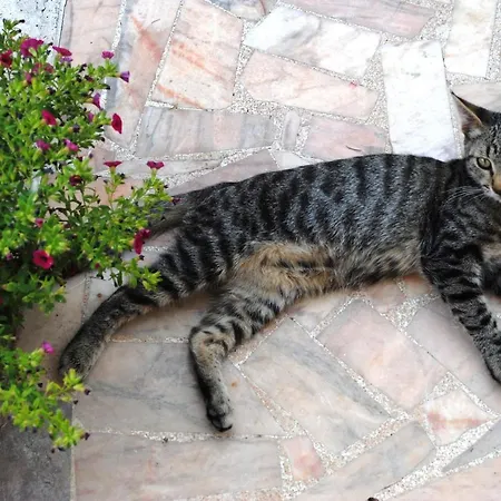 Dimora Альберобелло